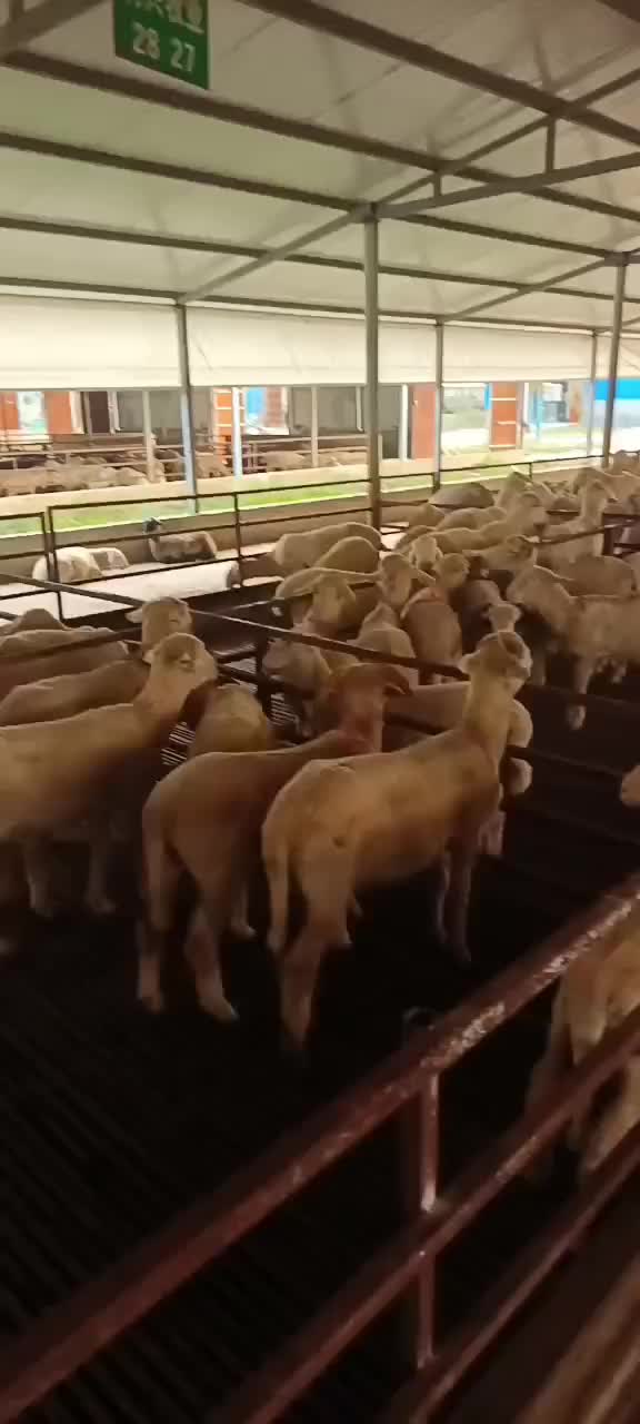 杜波，萨福克，湖羊常年供应各个规格种公种母羊