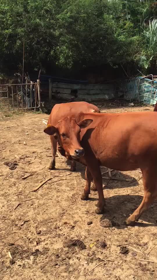 出售杂交小黄牛有看上的请联系我