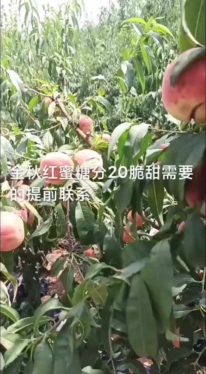 金秋红蜜