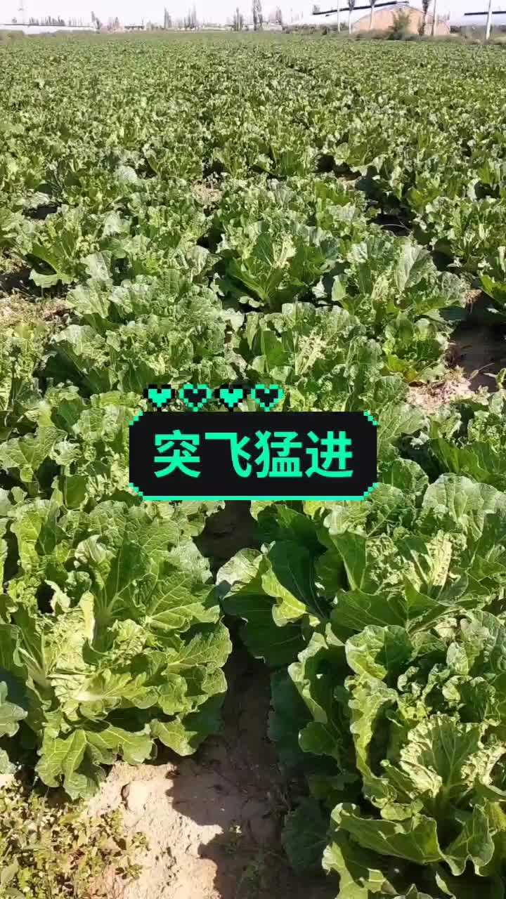 义和秋白菜种植