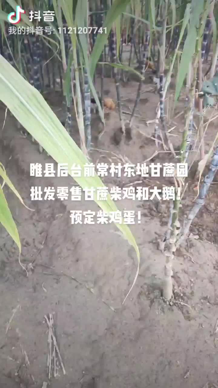 甘蔗，黑皮甘蔗，青皮甘蔗！！