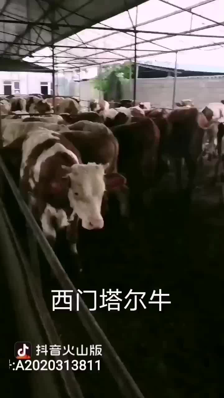 西门塔尔牛