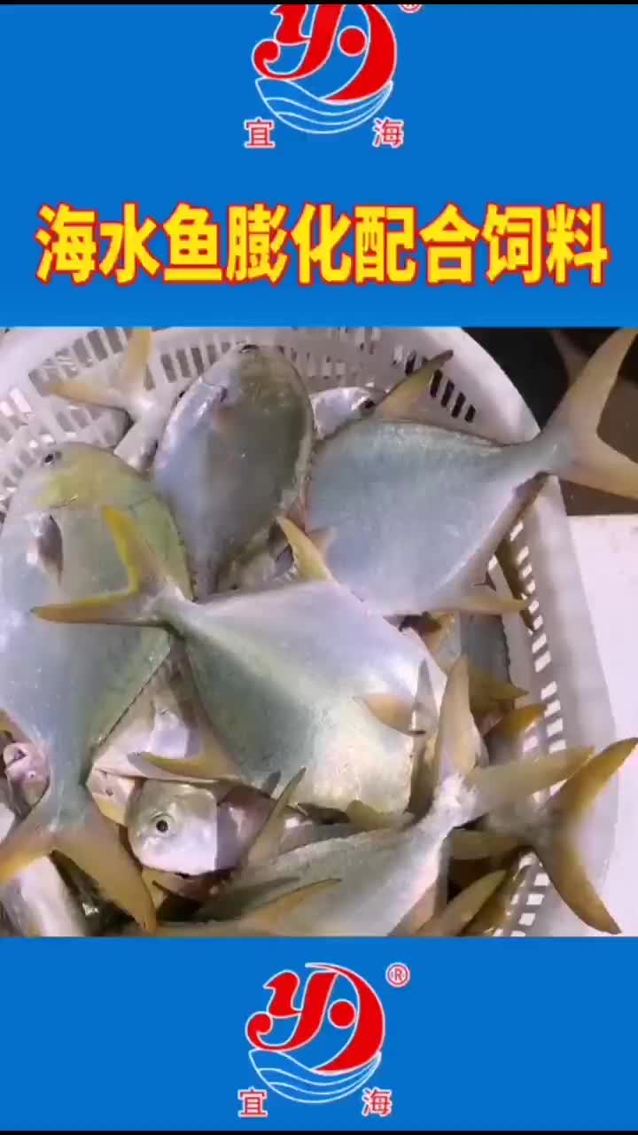 金鲳鱼