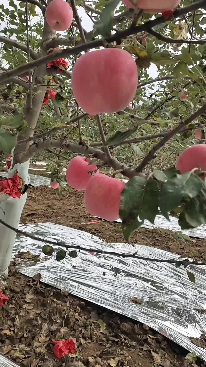 甘肃高山晚熟富士