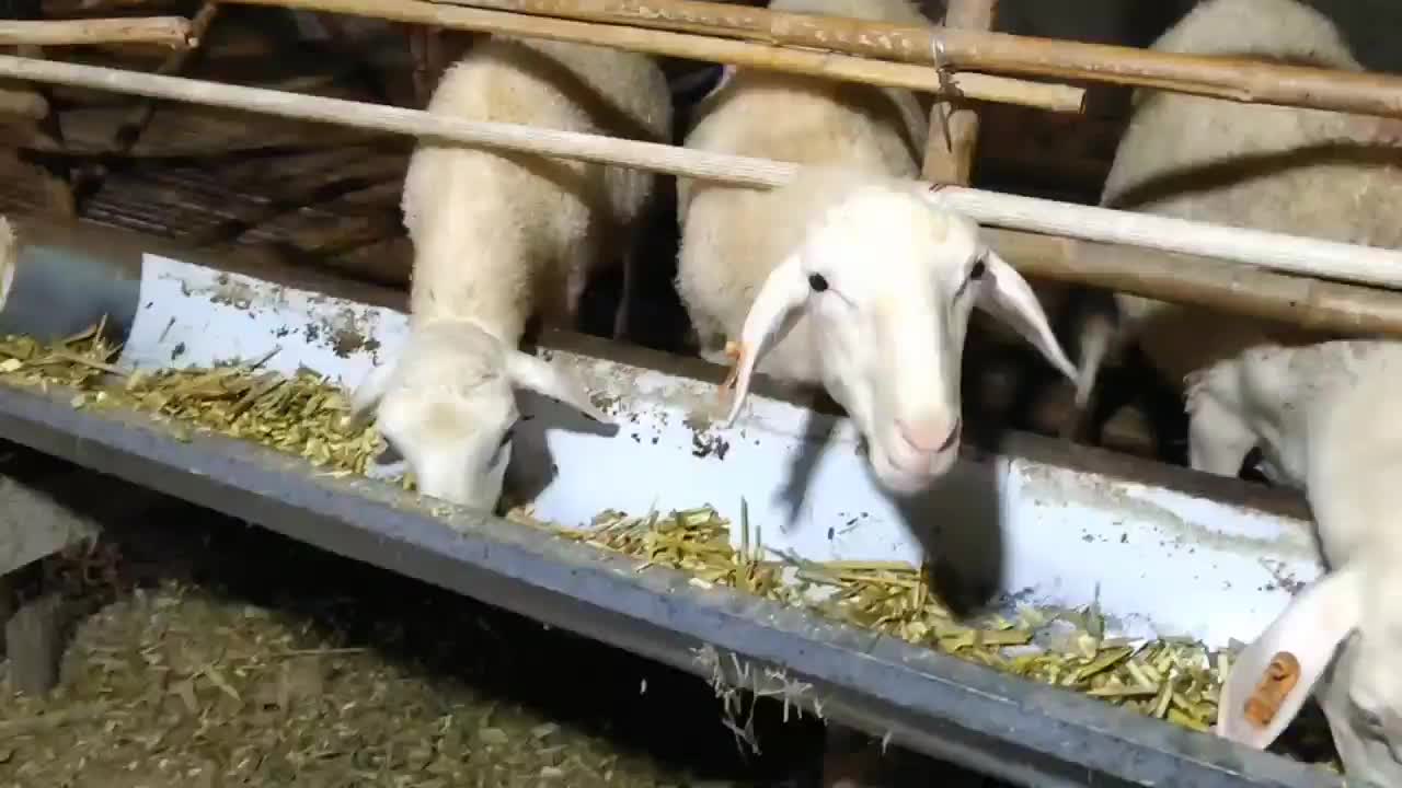 活羊绵羊