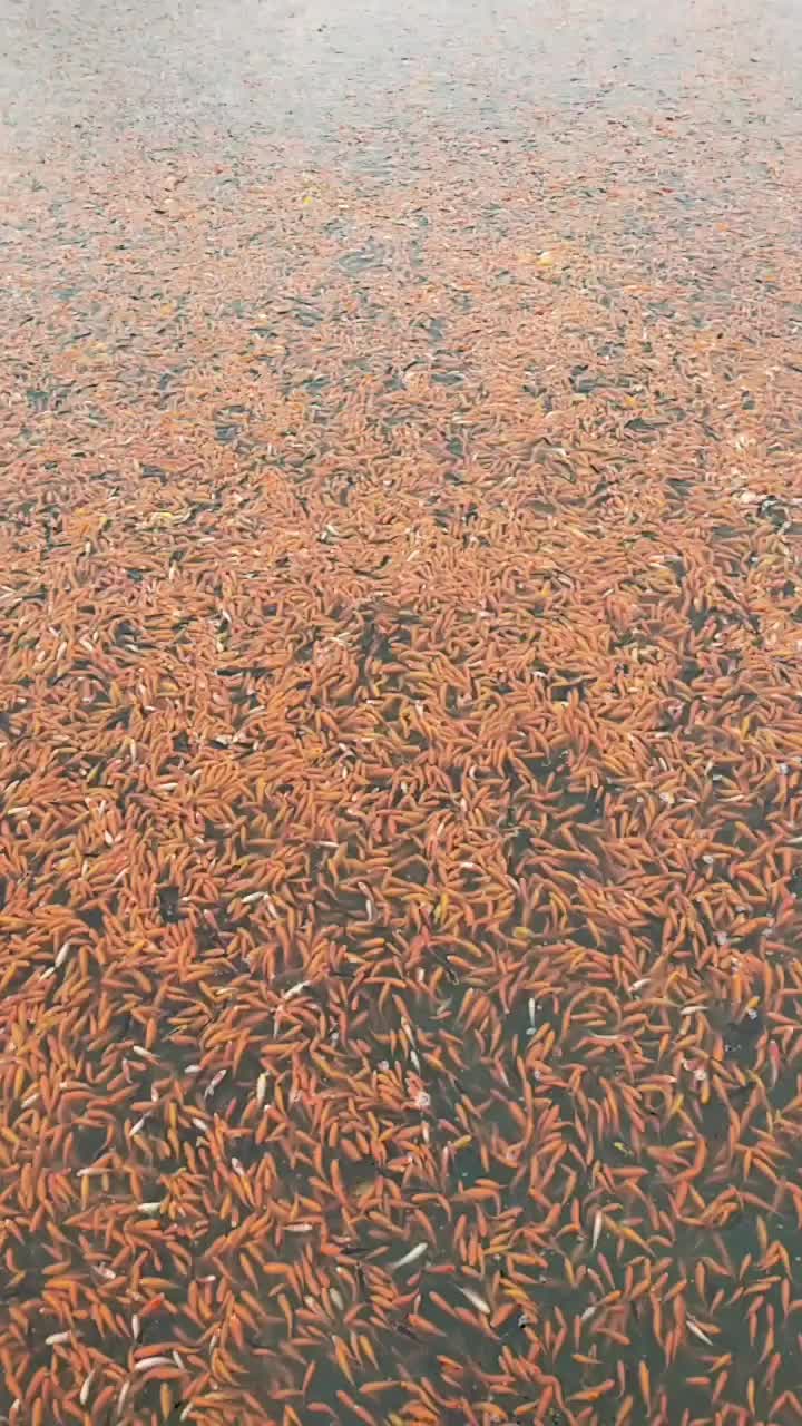 一万斤80至200头的红草金鱼，按斤称，价格面议