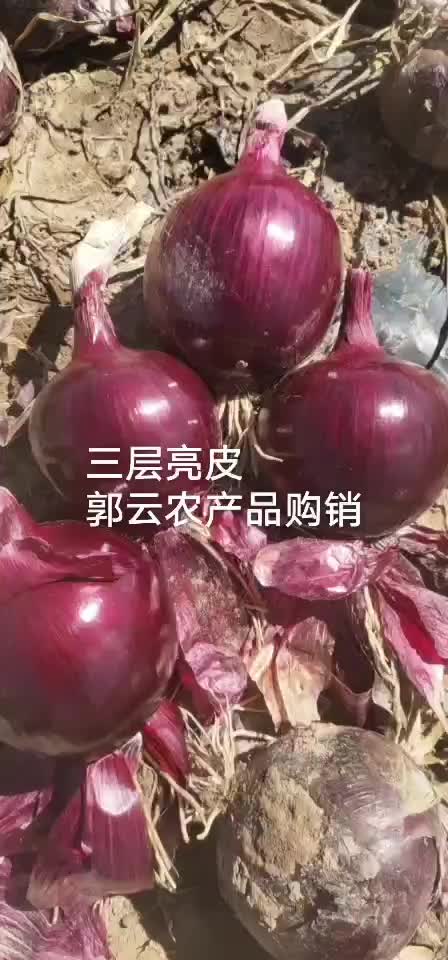 自家种植紫，红，黄皮8厘米以上优质洋葱888亩，批发