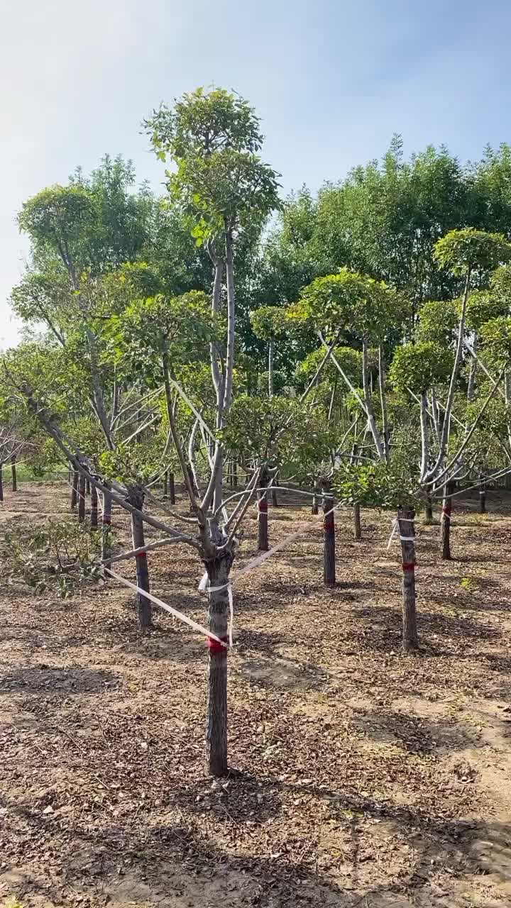 造型金叶榆保定造型金叶榆基地！景泰园林