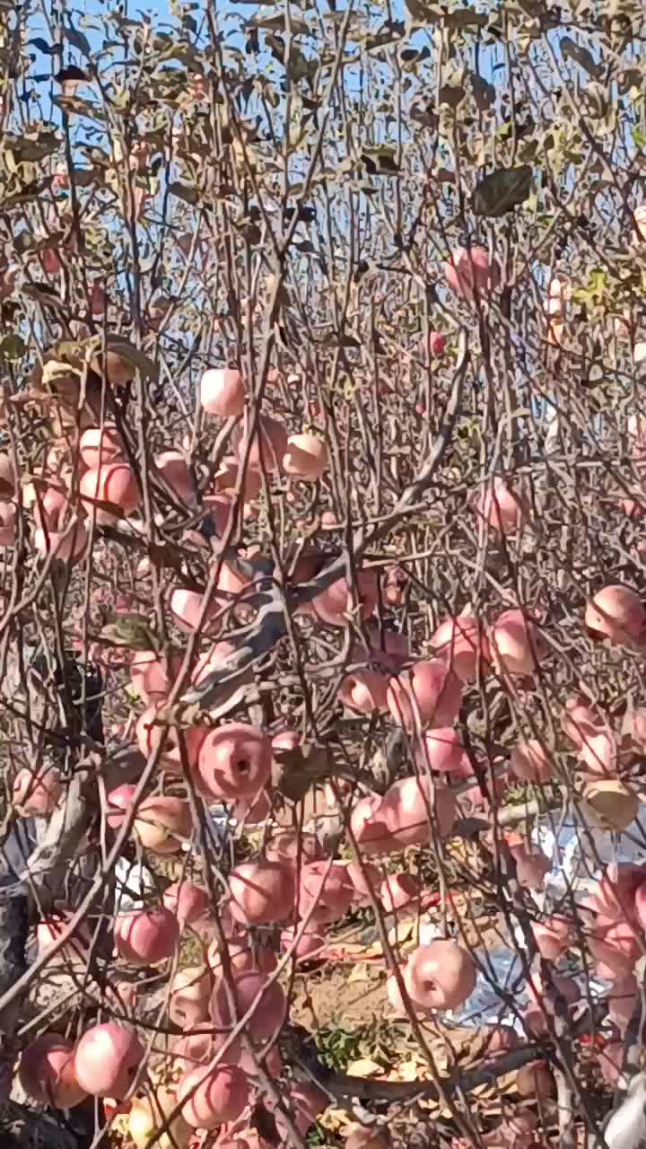 红富士苹果