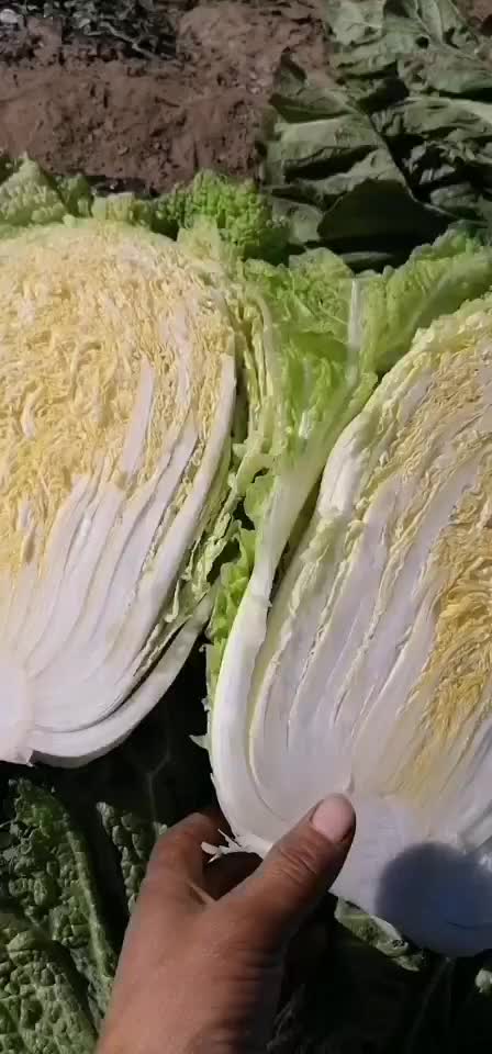 叶菜