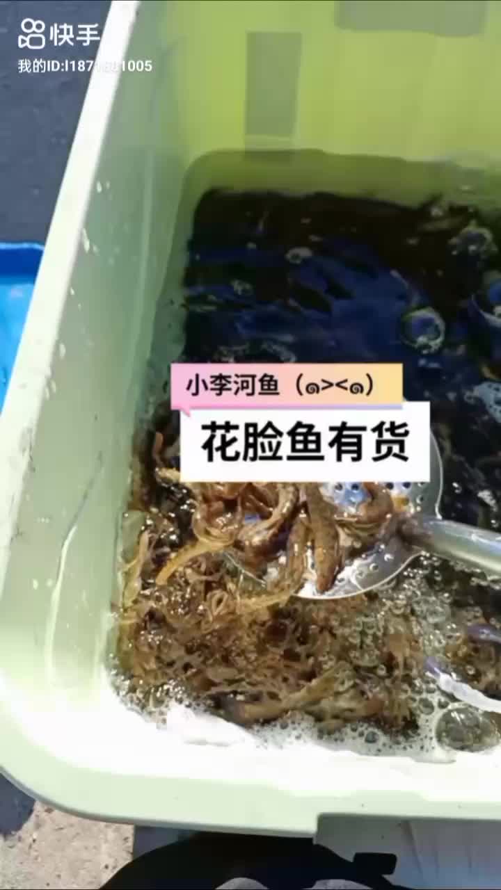 花泥鳅