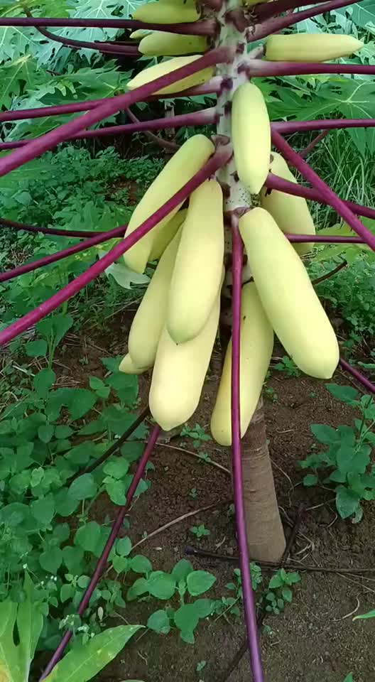 红心木瓜苗红肉水果木瓜苗可盆栽阳台种植包邮