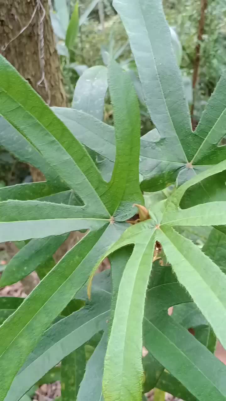 新鲜野生七指毛桃