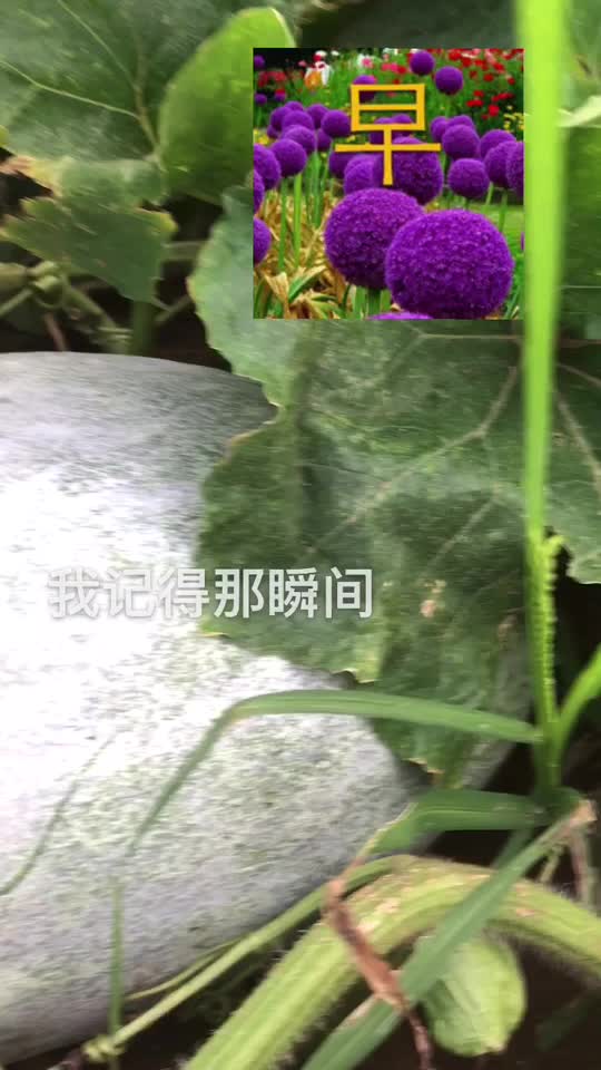 长白条冬瓜