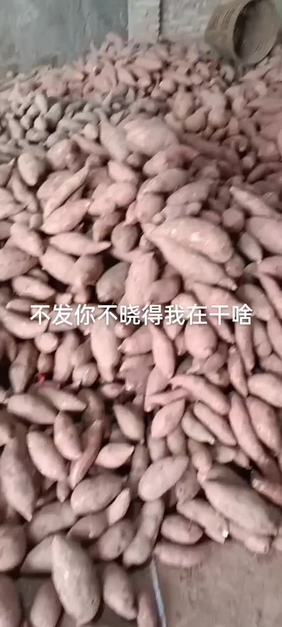 简阳市西瓜红