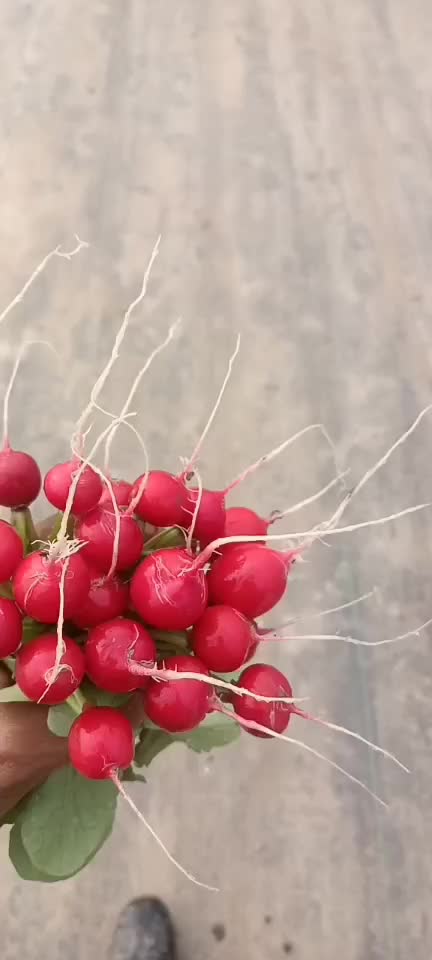 快菜和上海青和樱桃萝卜