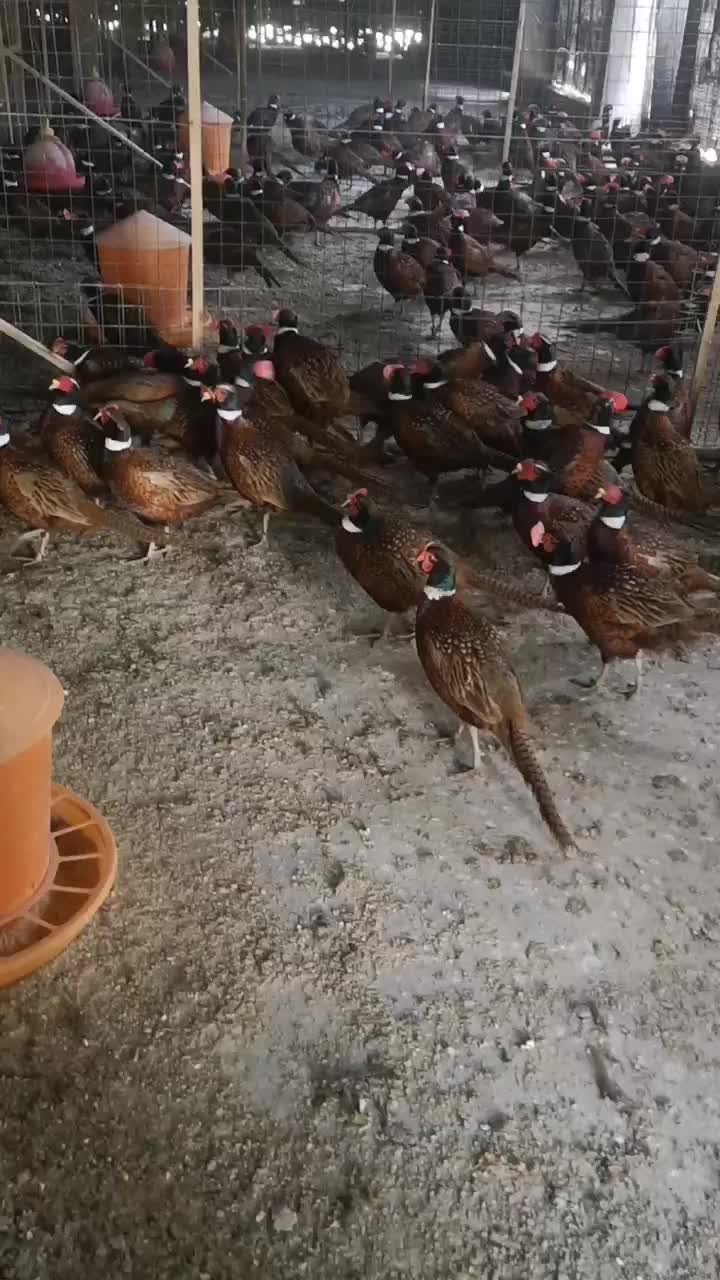 200天七彩山鸡