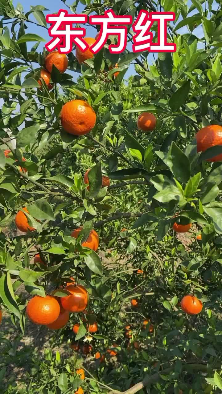 广西省南宁市宾阳县东方红柑橘🍊汁水甘甜货源充足价格实惠