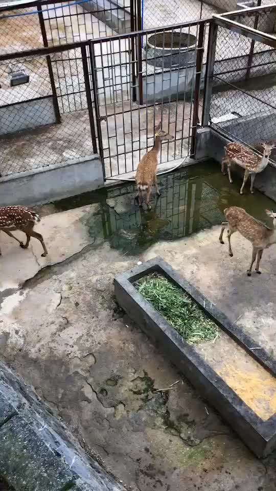 梅花鹿肉，新鲜现杀，质量有保证，顺丰。