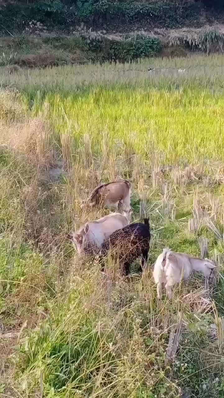 高山纯放养的土山羊。