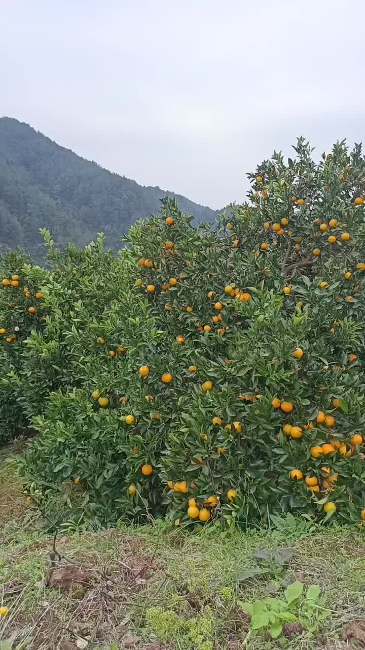 麻阳冰糖橙对接各大平台电商商超以及市场整车发货