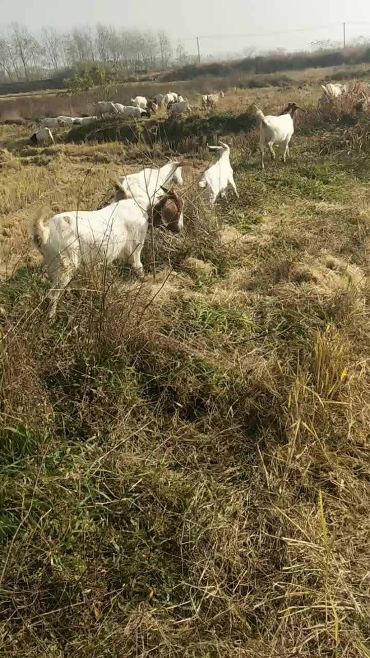 自家繁育的山羊