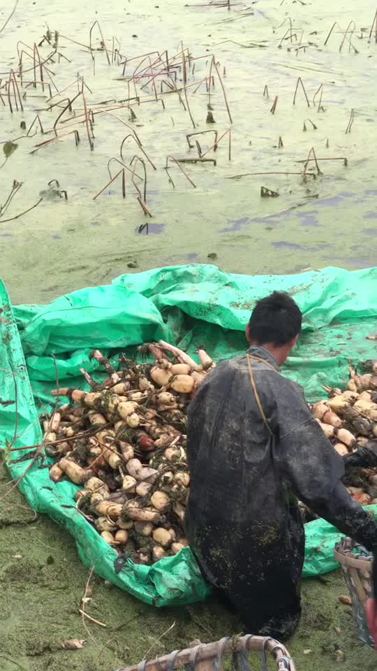 自产粉藕基地直供，常年供应质优价美，预约有货，欢迎