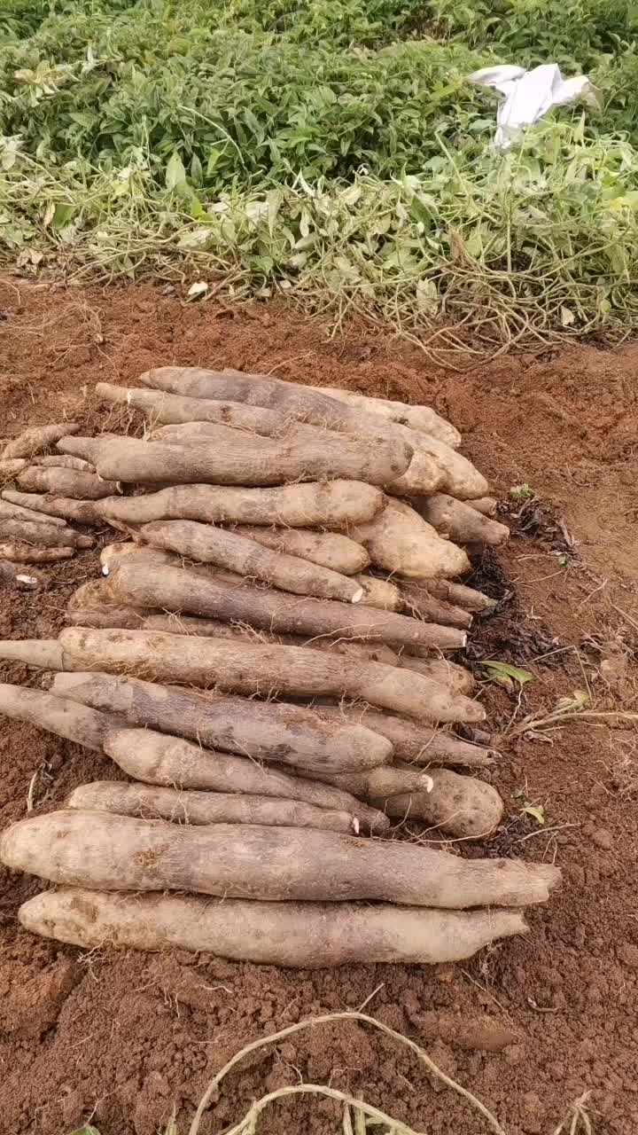 黑鬼山药