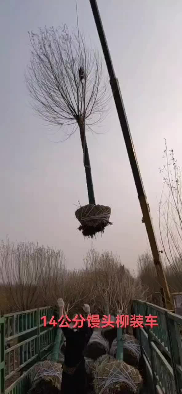 大量供应馒头柳，苗圃直供，一手货源。量大价低