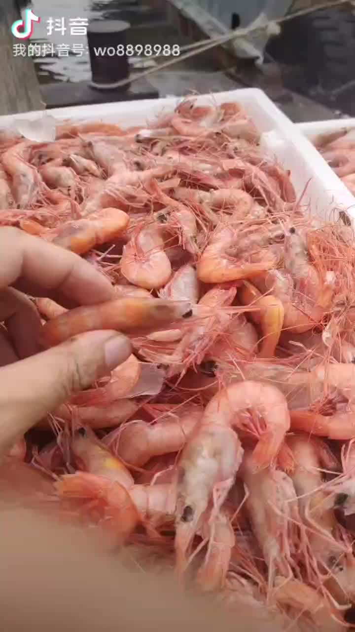 大红虾