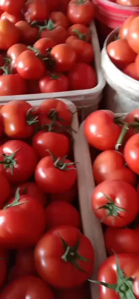 大红西红柿，质量好，硬度高，耐运输，对接电商，市场