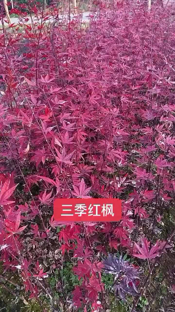 红枫(三季红枫)