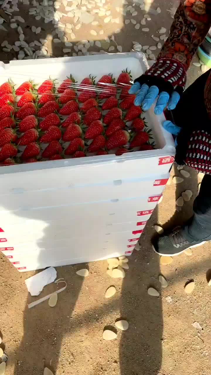 草莓甜宝草莓