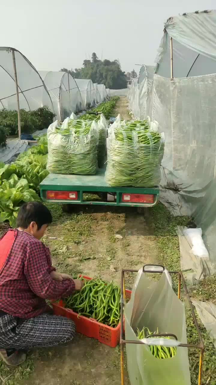 大棚种植鲜辣椒