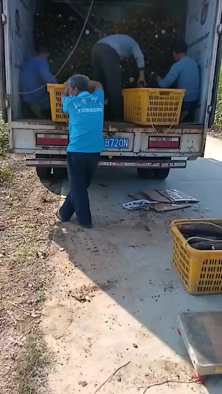 产地直销黑鬼山药