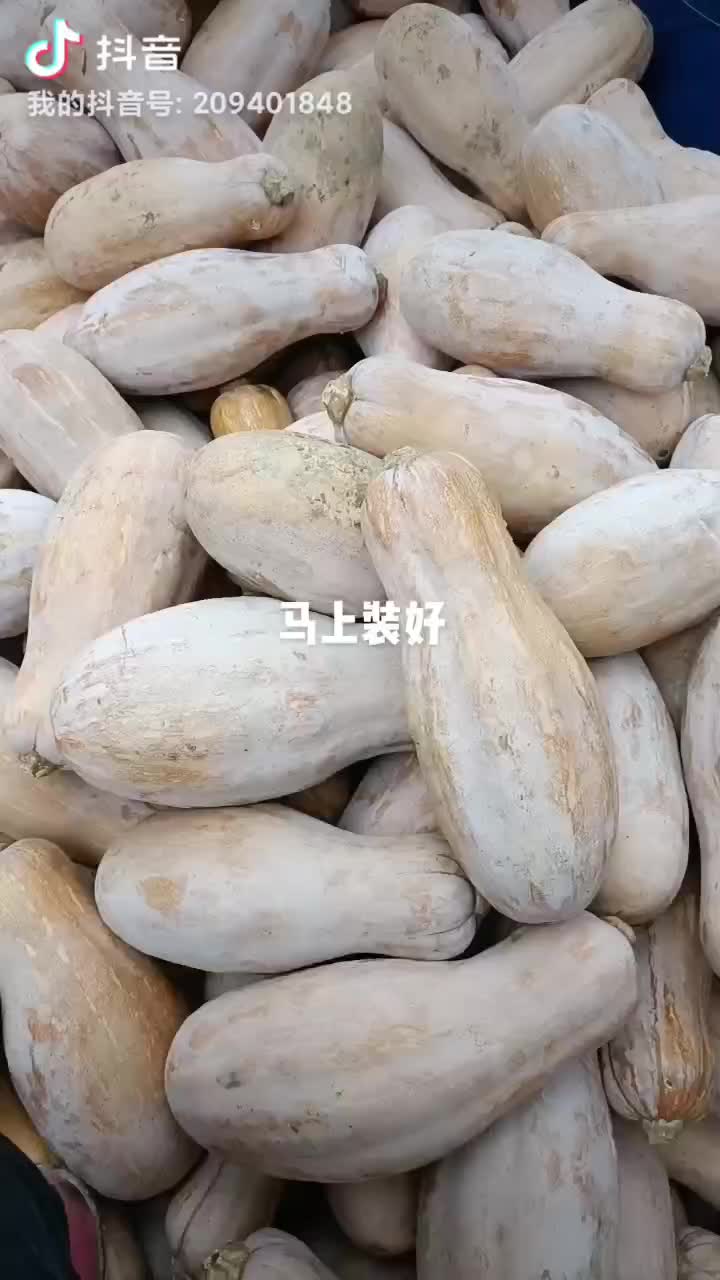 金韩密本