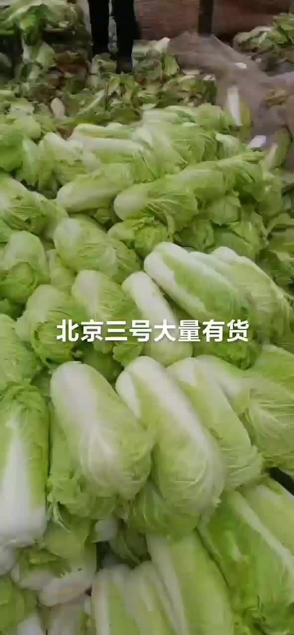 乐亭优质大白菜，单颗菜五六七斤，，菜叶绿，菜心足！