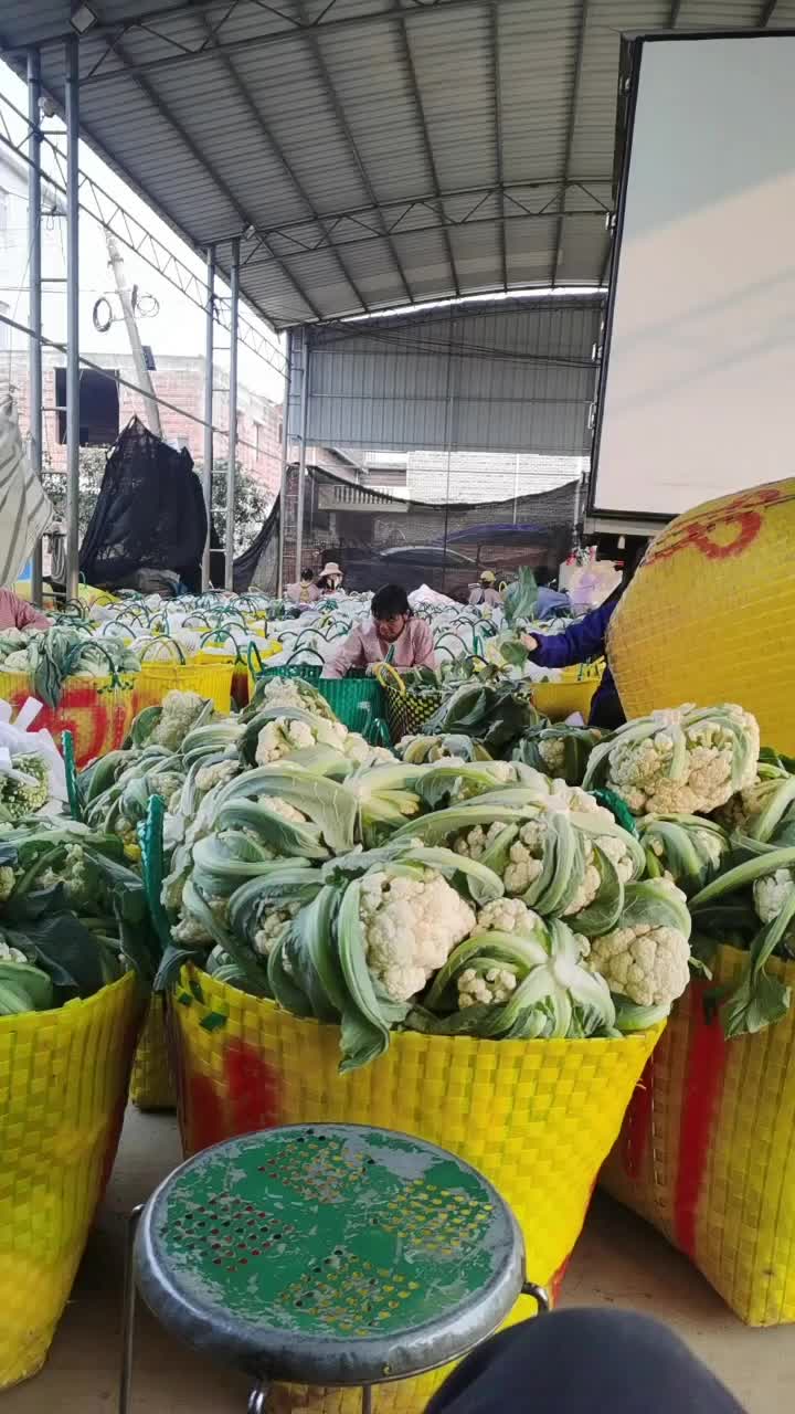 精品松花菜，代理代办，广西横州市周进百川农业-蒙特卡罗世界赌城官方网站-百度百科