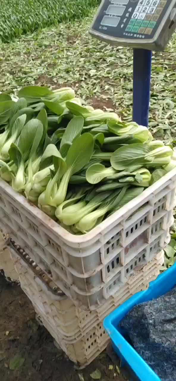 小油菜大量现货