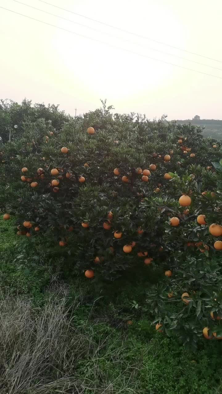 金堂脐橙