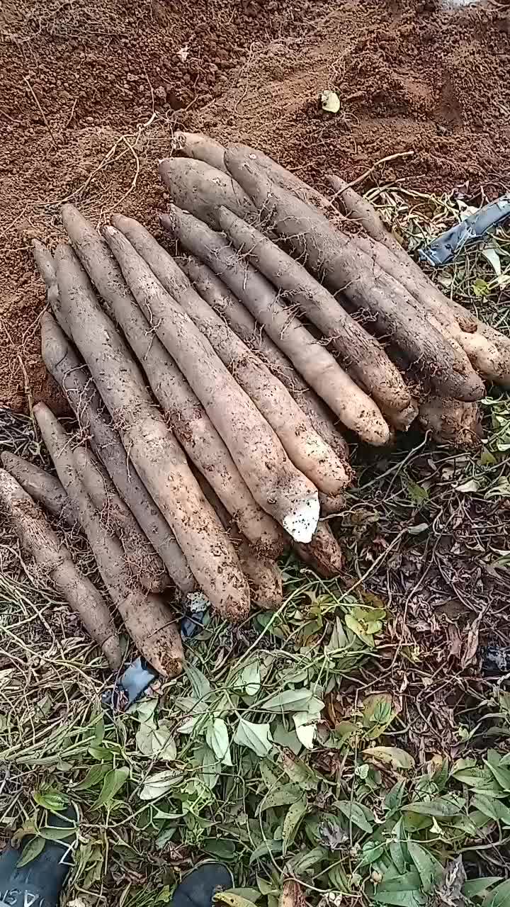 产地直销黑鬼山药要的请联系