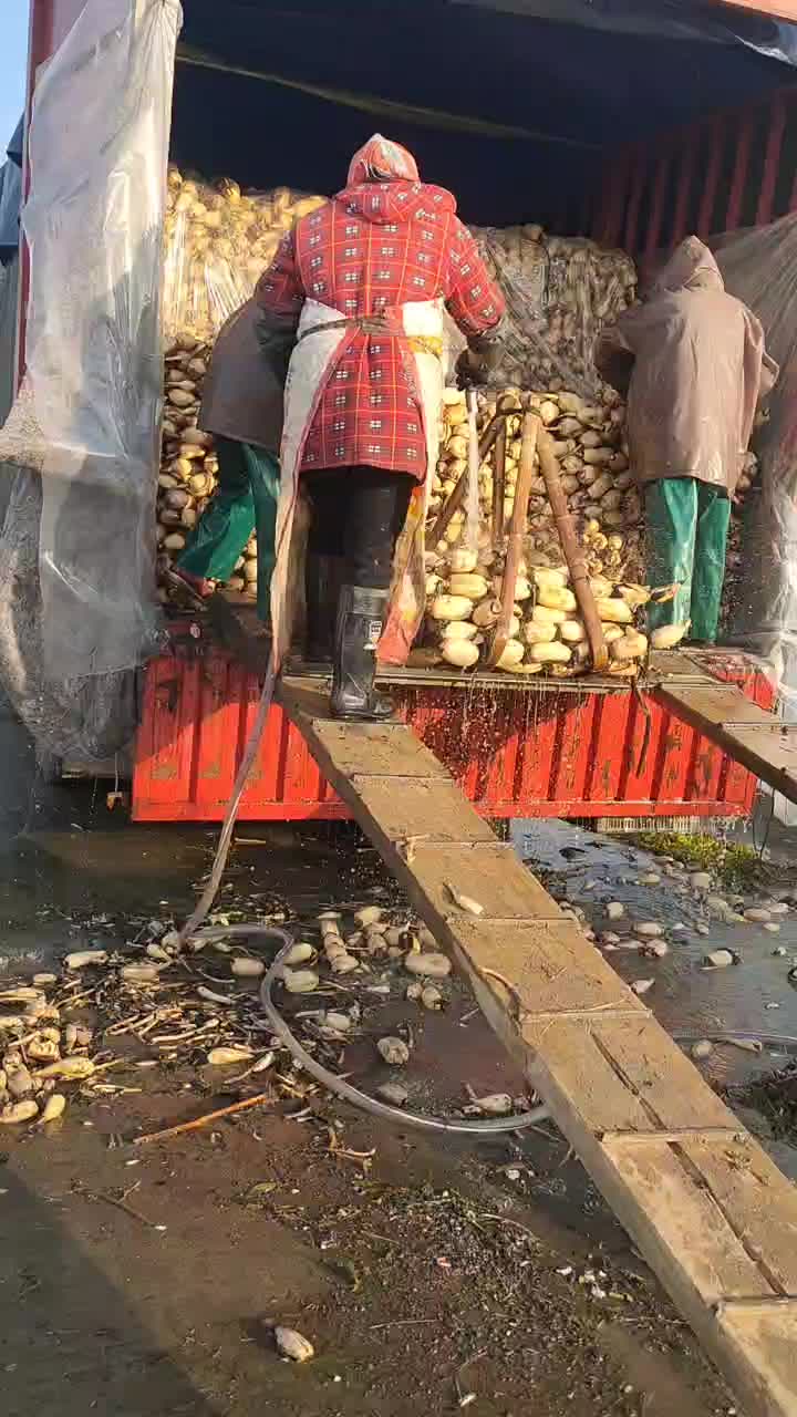 莲藕，新鲜莲藕装车中，莲藕皮白肉嫩，口感甜脆，条形均匀，