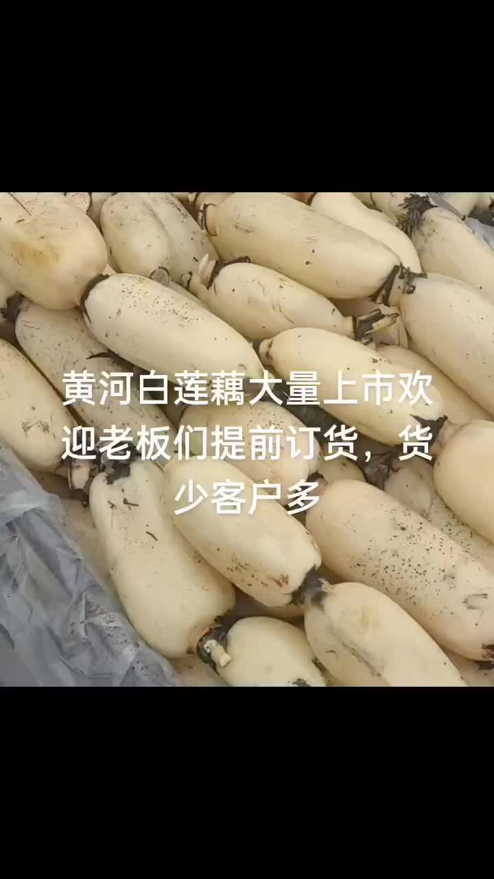 黄河白莲藕大量上市欢迎老板们提前订货。