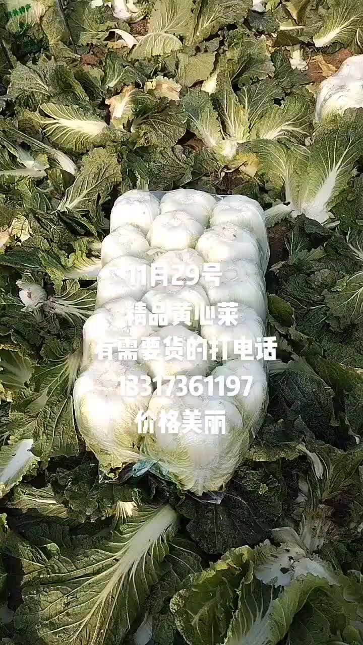 湖南汉寿精品黄心大白莱，大量供应，货源充足，价格实惠合理