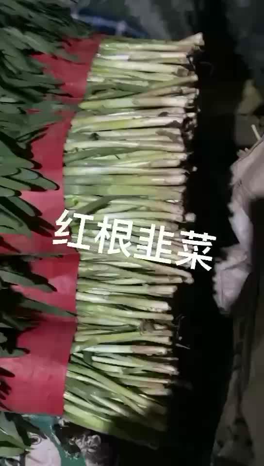 河北昌黎韭菜大量上市，一手货源，品质保证实力！