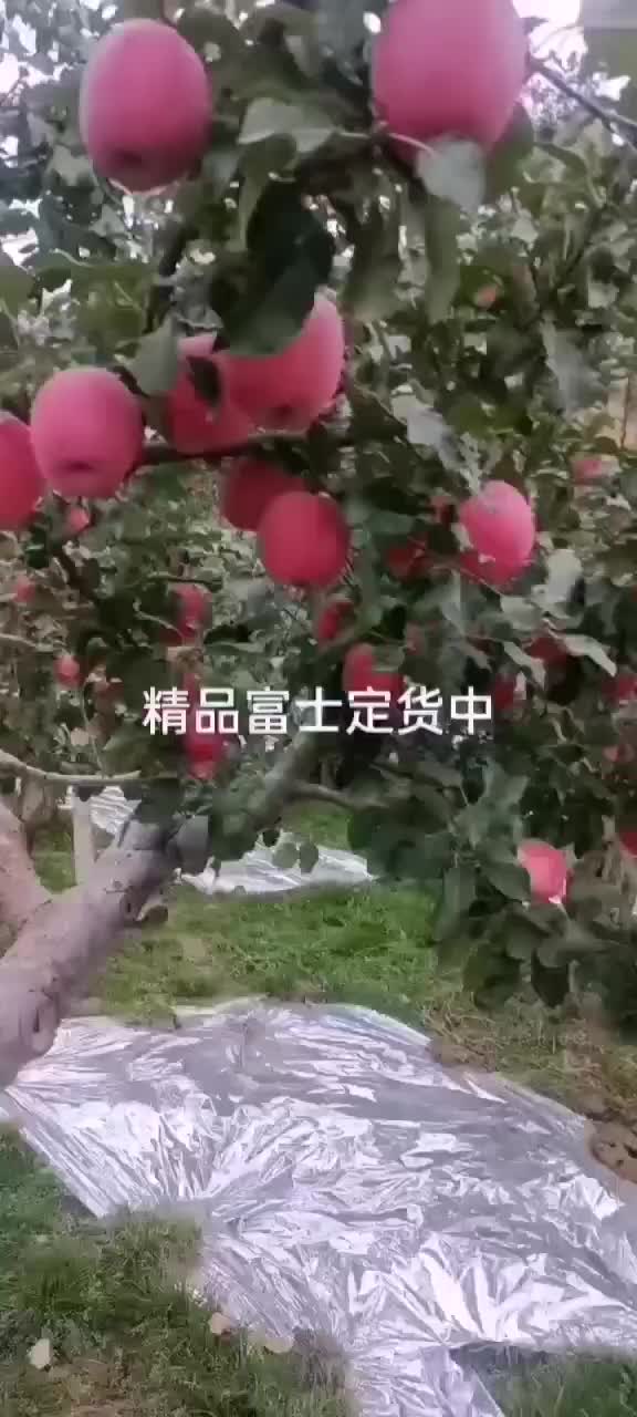 红富士红富士高捡