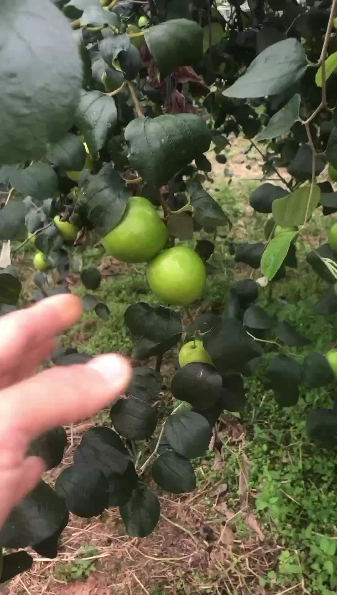 苹果枣、牛奶蜜枣、大青枣均有货