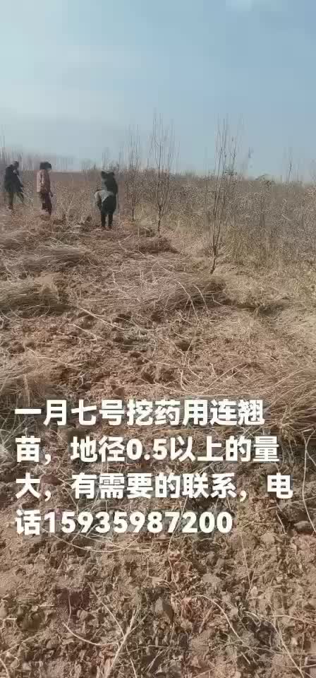 【连翘苗】药用连翘苗产地直销可视频看货包技术售后