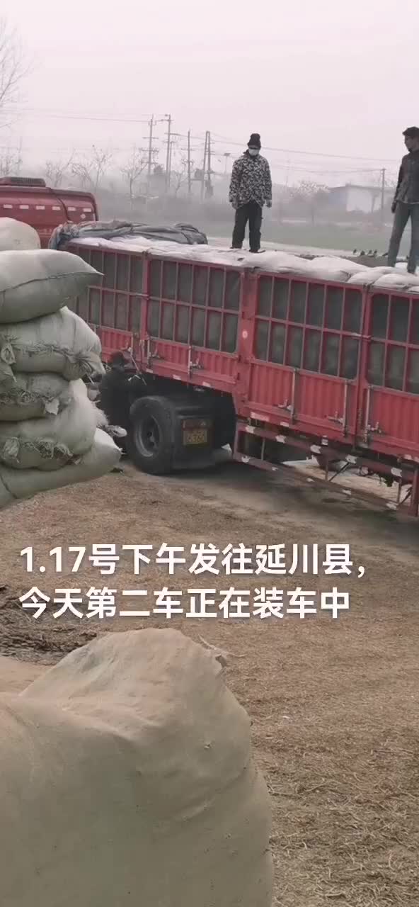 花生秧牛羊草压块花生秧草料饲草无土无霉变新草