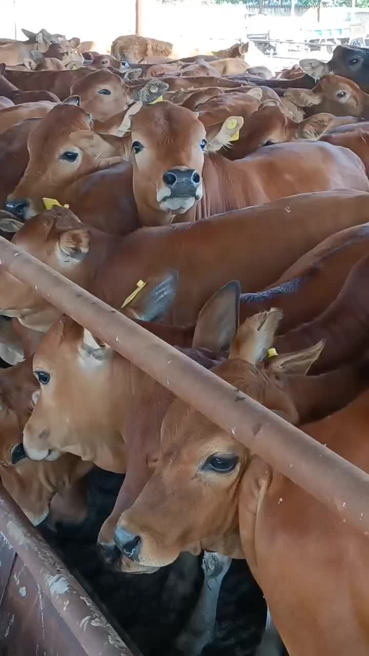 肉牛犊，包运输，包成活，厂家直销，价格优惠，质量好